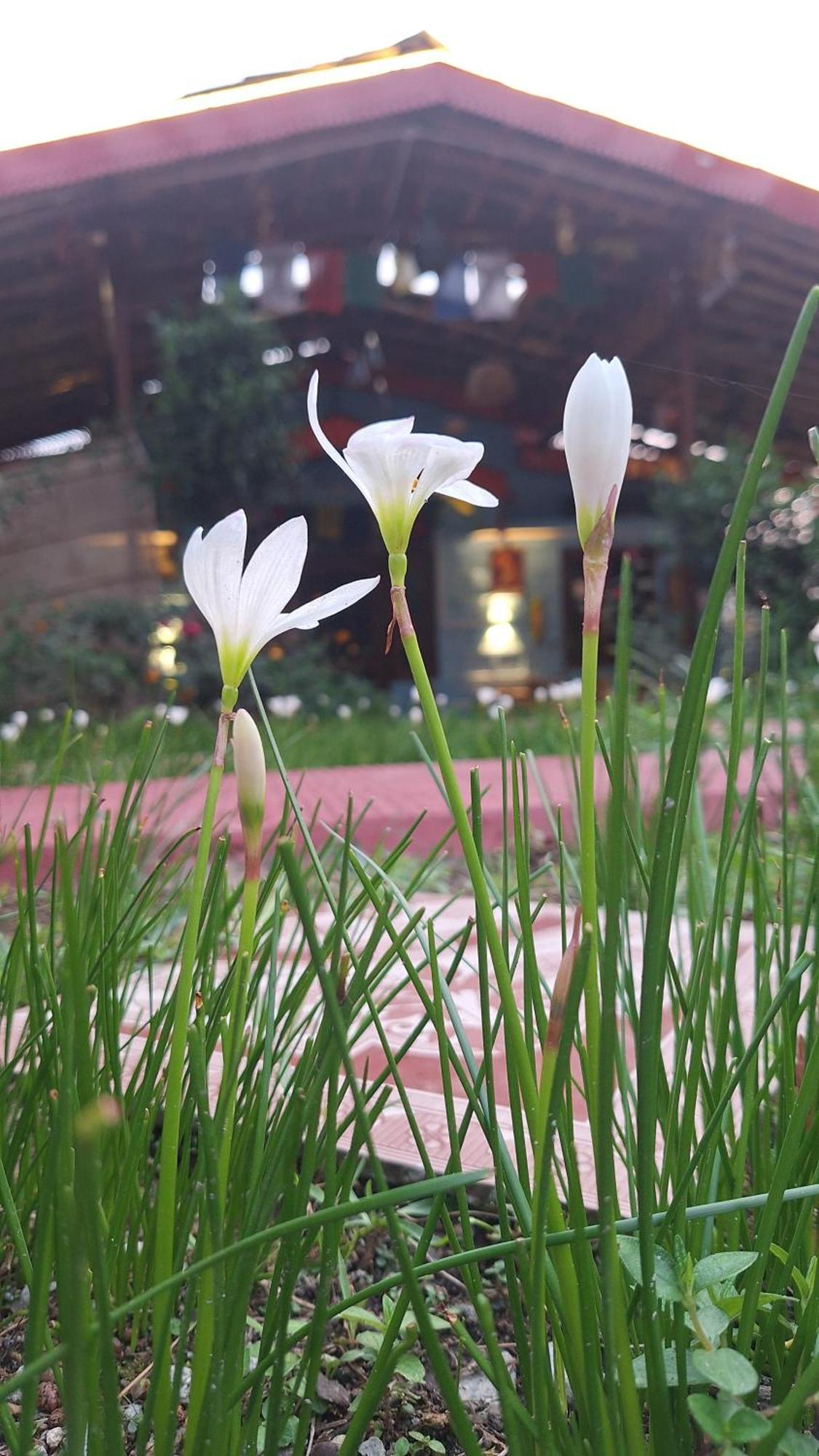Tathastu Bir -Homestay ,Dorm,Hostel ภายนอก รูปภาพ